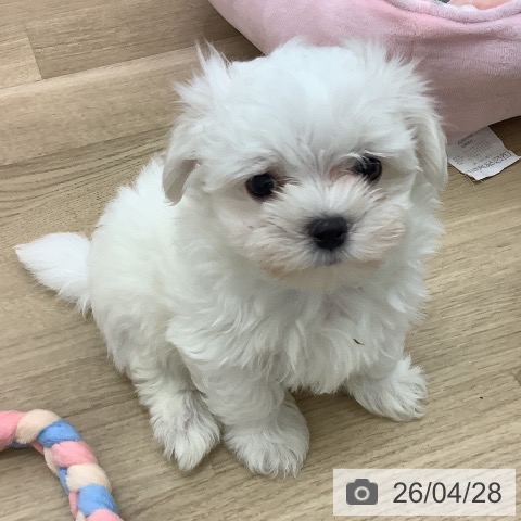 宮崎県のマルチーズ (ペットプラス 宮崎店/2026年2月17日生まれ/男の子/ホワイト)の子犬の3枚目の画像