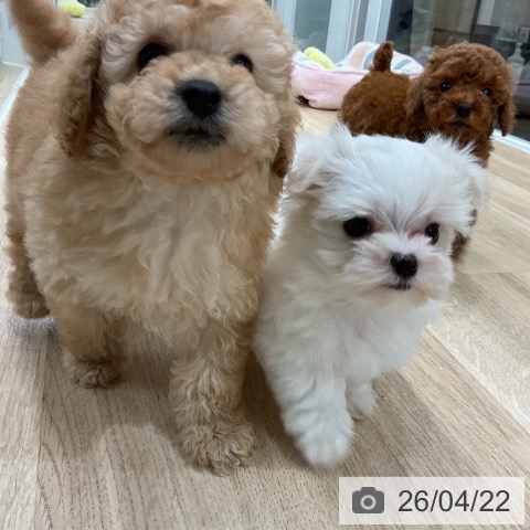 マルチーズの写真