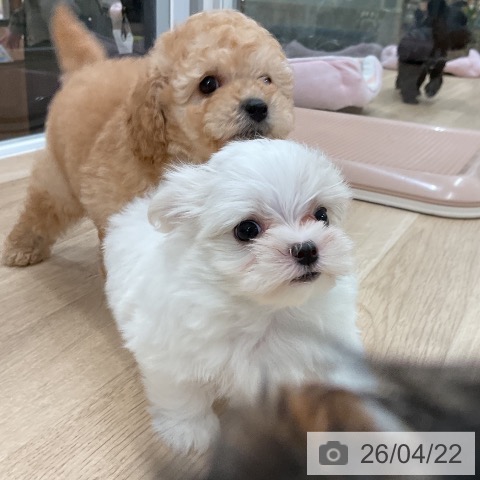 マルチーズの写真