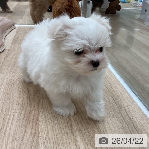 マルチーズの写真