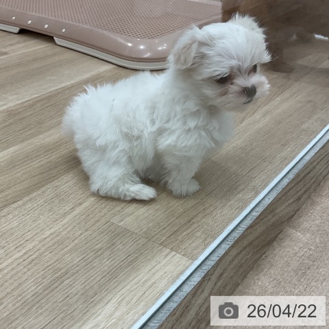 マルチーズの写真