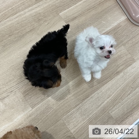 マルチーズの写真