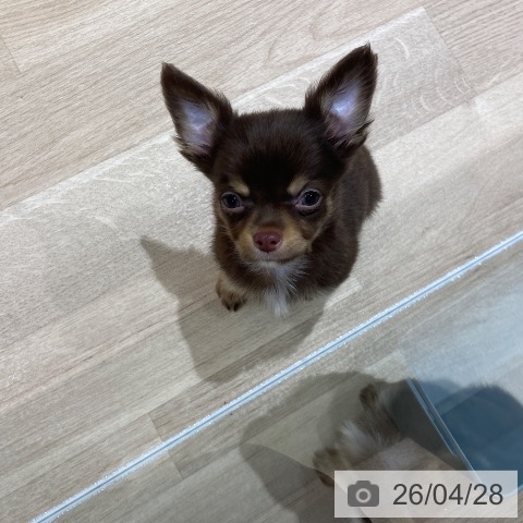 埼玉県のチワワ(ロング) (ペットプラス ららぽーと富士見店/2026年2月19日生まれ/男の子/チョコレートタンホワイト)の子犬の4枚目の画像