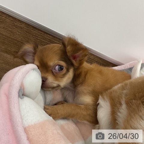 千葉県のチワワ(ロング) (ペッツワン 千葉ニュータウン店/2026年2月19日生まれ/女の子/チョコレートフォーン)の子犬の4枚目の画像