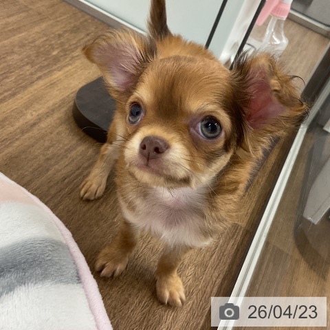 千葉県のチワワ(ロング) (ペッツワン 千葉ニュータウン店/2026年2月19日生まれ/女の子/チョコレートフォーン)の子犬の3枚目の画像