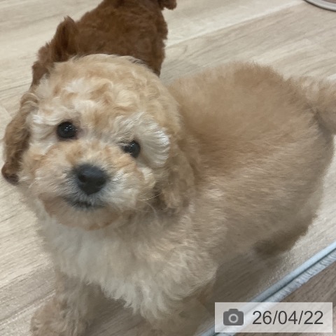 福岡県のトイプードル(トイ) (ペットプラス 八幡東店/2026年2月19日生まれ/男の子/クリーム)の子犬の4枚目の画像