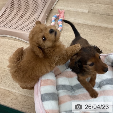 福岡県のトイプードル(トイ) (ペットプラス 八幡東店/2026年2月19日生まれ/男の子/アプリコット)の子犬の4枚目の画像