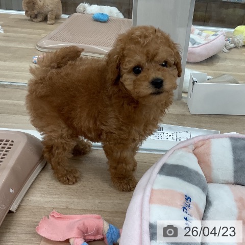 福岡県のトイプードル(トイ) (ペットプラス 八幡東店/2026年2月19日生まれ/男の子/アプリコット)の子犬の3枚目の画像
