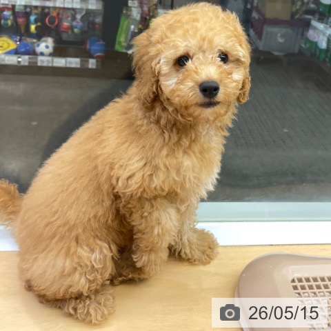 福岡県のトイプードル(トイ) (ペットプラス MARK IS 福岡ももち店/2026年2月19日生まれ/女の子/アプリコット)の子犬の4枚目の画像