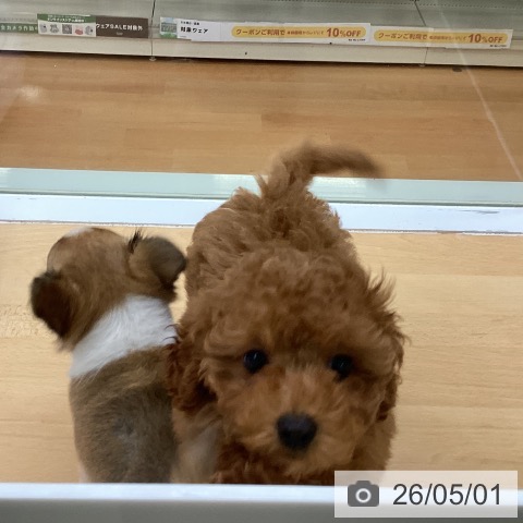 福岡県のトイプードル(トイ) (ペットプラス 黒崎店/2026年2月17日生まれ/女の子/レッド)の子犬の4枚目の画像