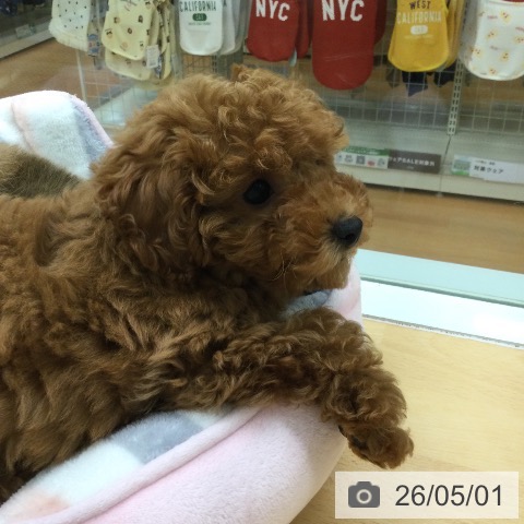 福岡県のトイプードル(トイ) (ペットプラス 黒崎店/2026年2月17日生まれ/女の子/レッド)の子犬の3枚目の画像