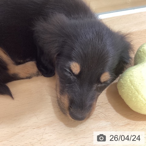 鹿児島県のミニチュアダックスフンド(ロング) (ペットプラス 姶良店/2026年2月18日生まれ/女の子/ブラックタン)の子犬の4枚目の画像