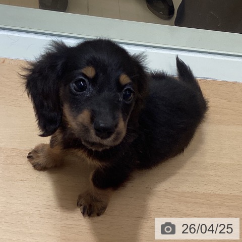 鹿児島県のミニチュアダックスフンド(ロング) (ペットプラス 姶良店/2026年2月18日生まれ/女の子/ブラックタン)の子犬の3枚目の画像