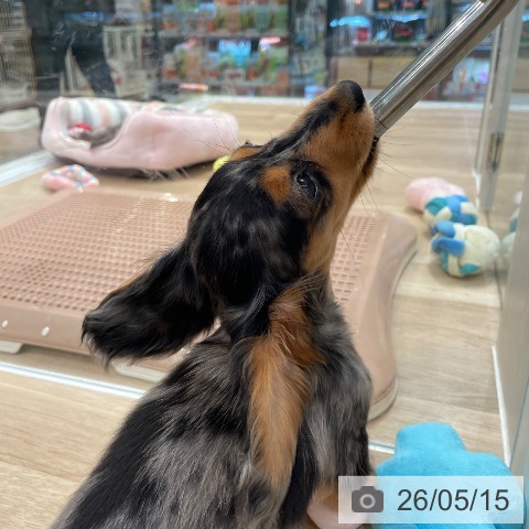 東京都のミニチュアダックスフンド(ロング) (ペットプラス 大井町トラックス店/2026年2月18日生まれ/女の子/シルバーダップル)の子犬の3枚目の画像