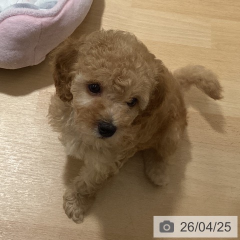 鹿児島県のトイプードル(トイ) (ペットプラス 姶良店/2026年2月18日生まれ/女の子/アプリコット)の子犬の4枚目の画像