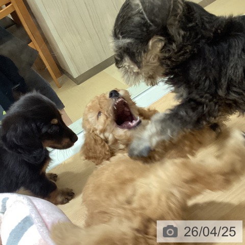 鹿児島県のトイプードル(トイ) (ペットプラス 姶良店/2026年2月18日生まれ/女の子/アプリコット)の子犬の4枚目の画像