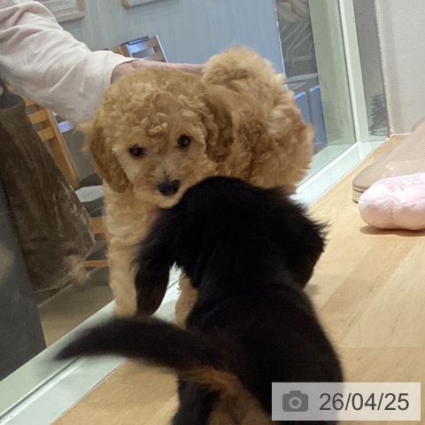 鹿児島県のトイプードル(トイ) (ペットプラス 姶良店/2026年2月18日生まれ/女の子/アプリコット)の子犬の3枚目の画像