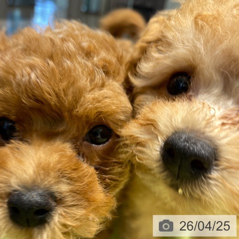 トイ・プードルの写真