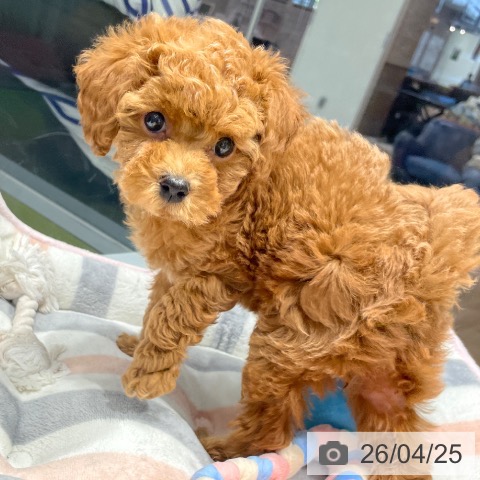 トイ・プードルの写真