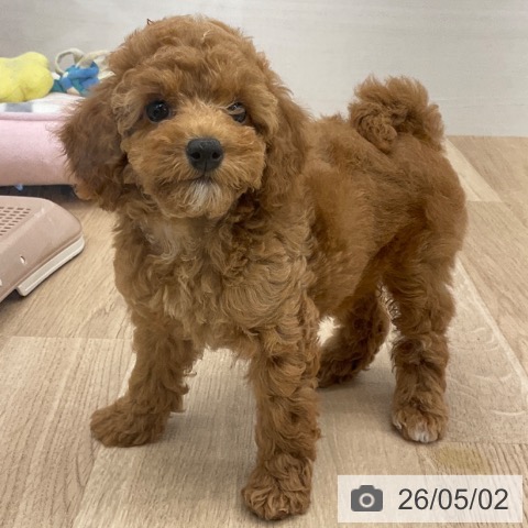 福岡県のトイプードル(トイ) (ペットプラス 春日店/2026年2月18日生まれ/女の子/レッド)の子犬の4枚目の画像