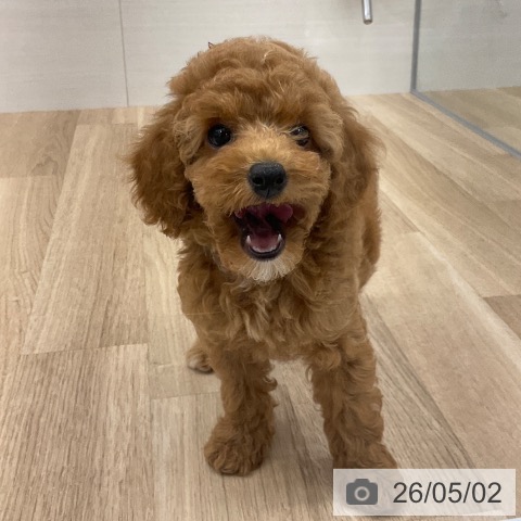 福岡県のトイプードル(トイ) (ペットプラス 春日店/2026年2月18日生まれ/女の子/レッド)の子犬の3枚目の画像