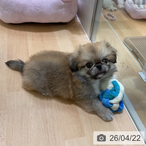 ペキニーズの写真