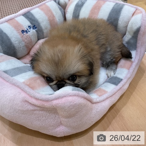 ペキニーズの写真