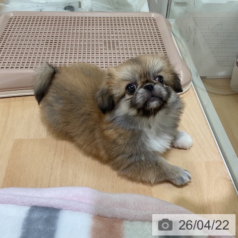 ペキニーズの写真