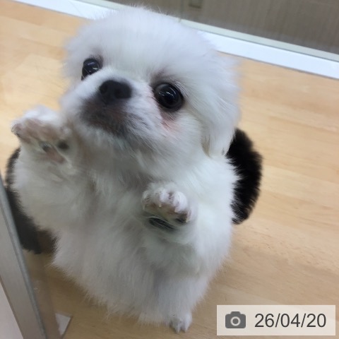 福岡県のペキニーズ (ペットプラス 福岡店/2026年2月19日生まれ/男の子/ホワイト)の子犬の4枚目の画像