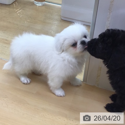 福岡県のペキニーズ (ペットプラス 福岡店/2026年2月19日生まれ/男の子/ホワイト)の子犬の3枚目の画像