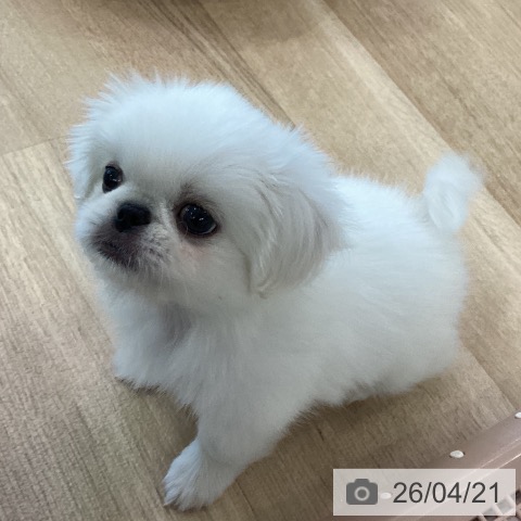 ペキニーズの写真
