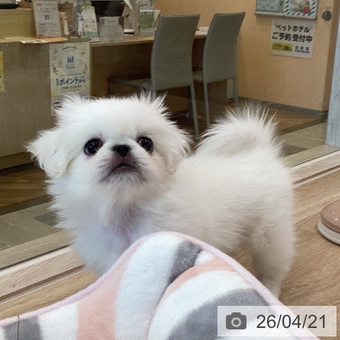 ペキニーズの写真