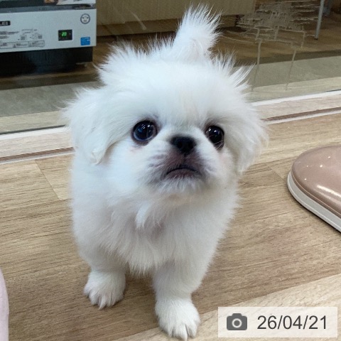 ペキニーズの写真