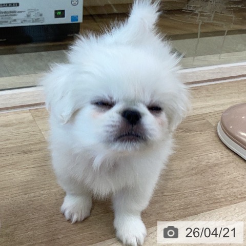 ペキニーズの写真