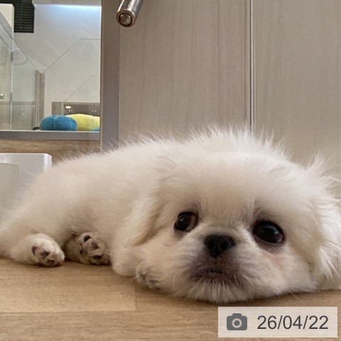 福岡県のペキニーズ (ペットプラス ららぽーと福岡店/2026年2月19日生まれ/女の子/ホワイト)の子犬の4枚目の画像