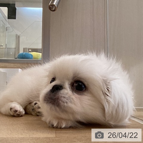 福岡県のペキニーズ (ペットプラス ららぽーと福岡店/2026年2月19日生まれ/女の子/ホワイト)の子犬の3枚目の画像