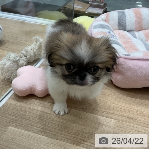 福岡県のペキニーズ (ペットプラス 八幡東店/2026年2月19日生まれ/女の子/パーティーカラー)の子犬の4枚目の画像