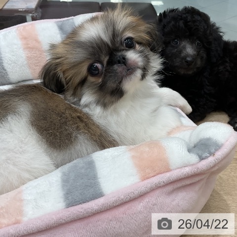 福岡県のペキニーズ (ペットプラス 八幡東店/2026年2月19日生まれ/女の子/パーティーカラー)の子犬の3枚目の画像