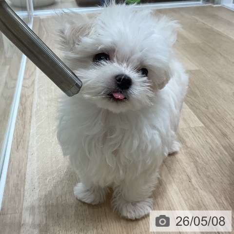 マルチーズの写真