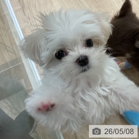 福岡県のマルチーズ (ペットプラス 香椎浜店/2026年2月17日生まれ/男の子/ホワイト)の子犬の4枚目の画像