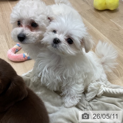 福岡県のマルチーズ (ペットプラス 香椎浜店/2026年2月17日生まれ/男の子/ホワイト)の子犬の3枚目の画像