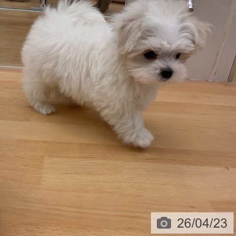 マルチーズの写真