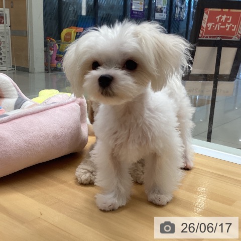 マルチーズの写真