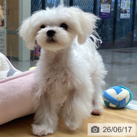 マルチーズの写真