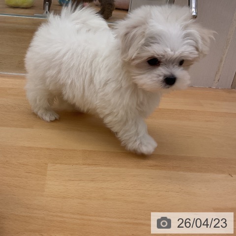 福岡県のマルチーズ (ペットプラス 福岡店/2026年2月17日生まれ/男の子/ホワイト)の子犬の4枚目の画像