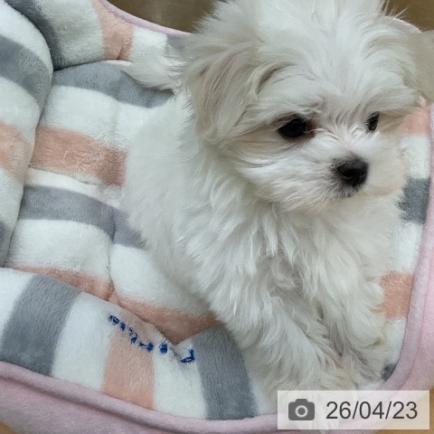 マルチーズの写真