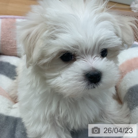 福岡県のマルチーズ (ペットプラス 福岡店/2026年2月17日生まれ/男の子/ホワイト)の子犬の3枚目の画像