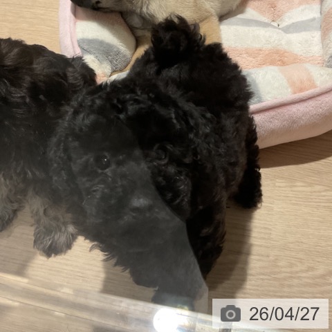 埼玉県のトイプードル(トイ) (ペットプラス コクーンシティ店/2026年2月18日生まれ/男の子/ブラック)の子犬の3枚目の画像