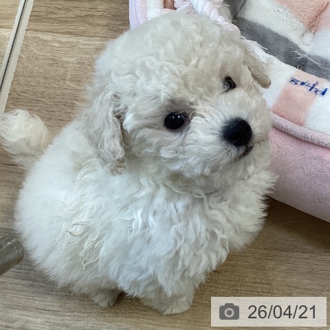 トイ・プードルの写真