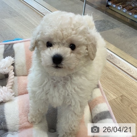 トイ・プードルの写真